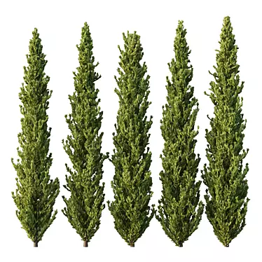 Cedrus Deodara 3D Tree Models 3D model image 1 