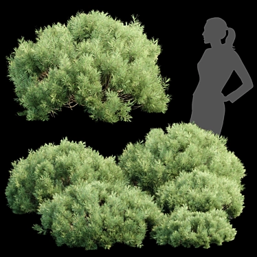  Pine Bushes Vol. 255 Bundle 3D model image 1 