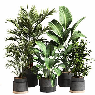  Indoor Plant Set 065: V-Ray & Corona Render, High Quality 3D model image 1 