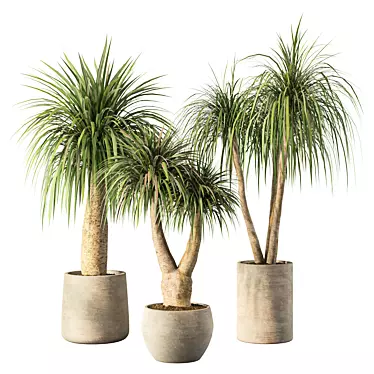 Modern Minimalist Indoor Plant Set 3D model image 1 