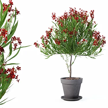 Botanical Oleander Plants Collection 3D model image 1 