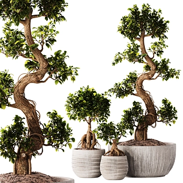 Bonsai Set 07