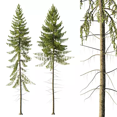 Spruce Tree02 | 3D Model Kit 3D model image 1 