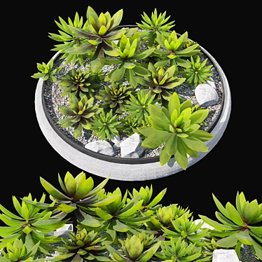 Succulent Plants in Pot 3D model image 1 