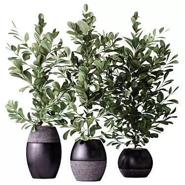 Healthy Ficus Microcarpa Houseplant Set 3D model image 1 