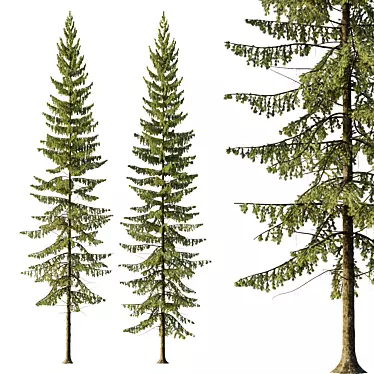 3D Spruce Tree Models Kit 3D model image 1 