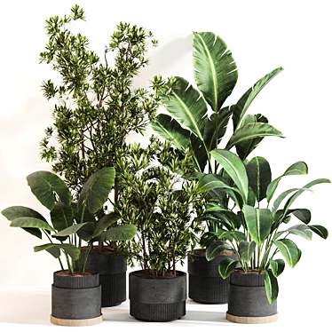 Modern Indoor Plant Set 077 3D model image 1 