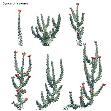 Syncarpha eximia - Strawberry Sewejaartjie - Strawberry Everlasting