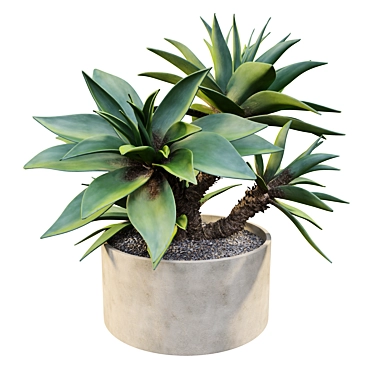 Potted Agave