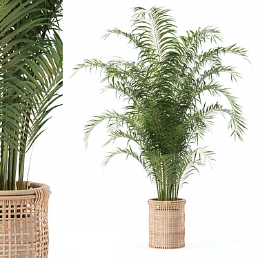 Tropical Beauty: Areca Palm Collection 3D model image 1 