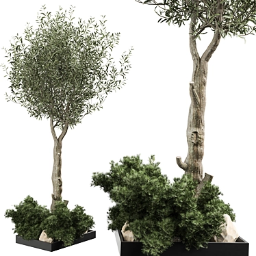 2021 Outdoor Plant Collection 3D model image 1 