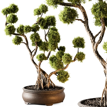 Bonsai Beauty - Indoor Plant 3D model image 1 