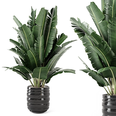 Minimalist Indoor Plants in Black Concrete Pot 3D model image 1 