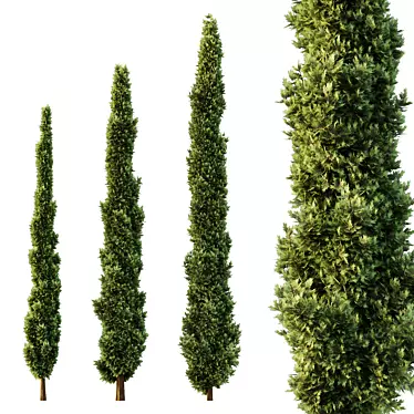 Italian Cypress Tree 3D Models 3D model image 1 