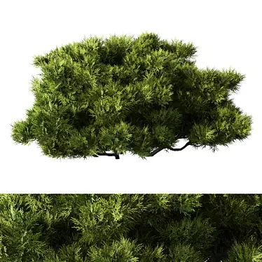 Sleek Bush No.15 Organizer 3D model image 1 