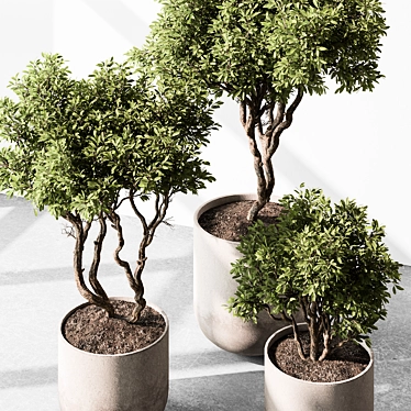 Tree in Pot 676 | Indoor 3D model image 1 