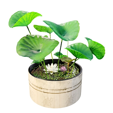 Water Lily Flowers Planter 3D model image 1 