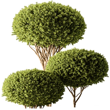 Assorted Foliage Set 142 3D model image 1 