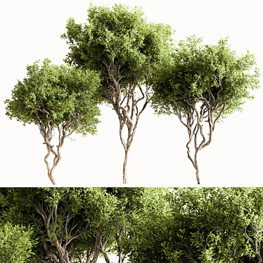 Faux Boxwood Tree Set 3 3D model image 1 