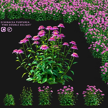 Echinacea Purple Double Delight 3D Model 3D model image 1 