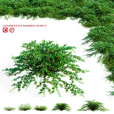 Hybrid Cotoneaster Dammeri Coral Beauty Berry Models 3D model image 1 