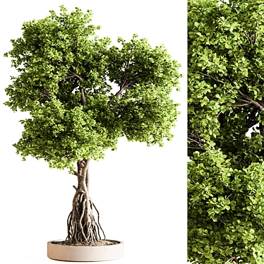 Bonsai 714 Indoor Plant 3D model image 1 