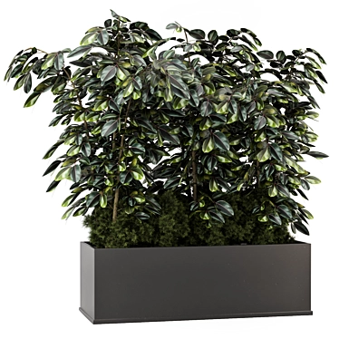 Indoor Ficus in Black Pot - 3D Model 3D model image 1 