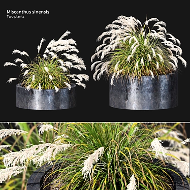 Ornamental Grass Duo Set 3D model image 1 