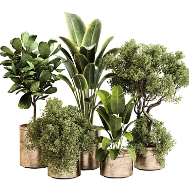 Leafy Green Indoor Plant Set 3D model image 1 