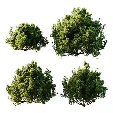 Pinus Mugo 3D Bush Models 3D model image 1 