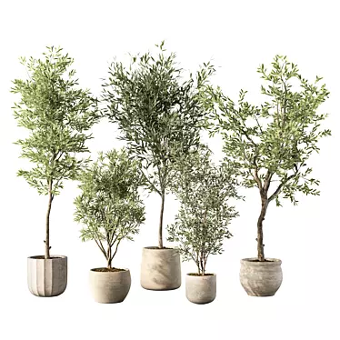 Modern Indoor Plant Set Trio 3D model image 1 