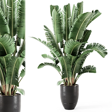 Modern Indoor Plant Black Pot 3D model image 1 