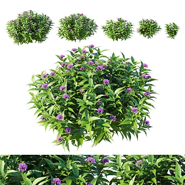 Corona Render 3D Model Pentas Lanceolata Bush 3D model image 1 