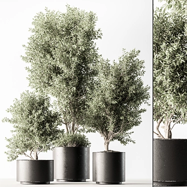 Olive Tree Indoor Plant 730 3D model image 1 