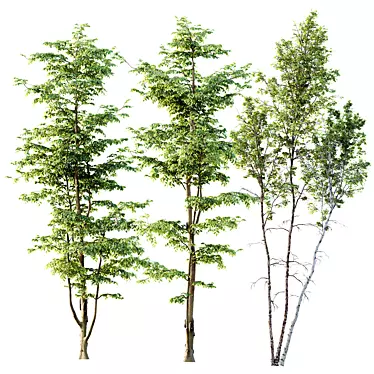 Variety Carpinus Betulus 3D Models 3D model image 1 