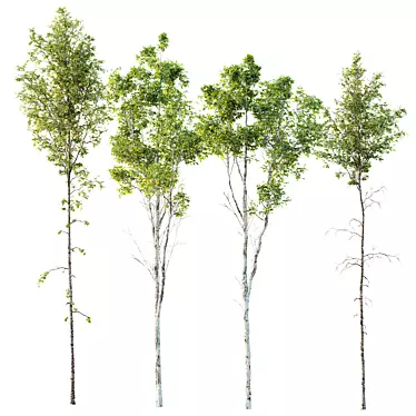  Spring Betula Pendula Castanea Sativa 3D model image 1 