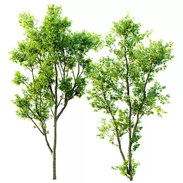 Celtis Australis 3D Model Pack 3D model image 1 