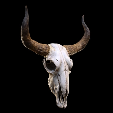 Vintage Longhorn Skull Decor Model 3D model image 1 