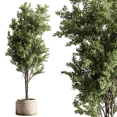 732 Indoor Tree Plant Pot 3D model image 1 