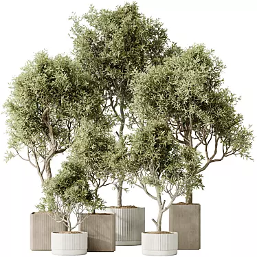 Luxury Indoor Olive Tree Set 3D model image 1 
