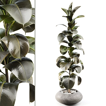 Serene Rubber Tree 047 3D model image 1 