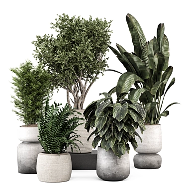 Modern Indoor Plants Set 2251 3D model image 1 