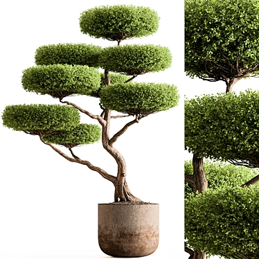 Topiary Ball Plant for Outdoors 3D model image 1 