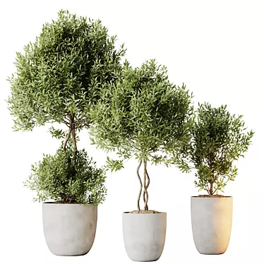 Elegant Olive Trees Set 3 3D model image 1 