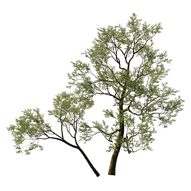 Coast Live Oak 2017 Model 3D model image 1 