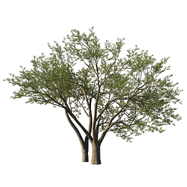 Coast Live Oak Tree Model 3D model image 1 