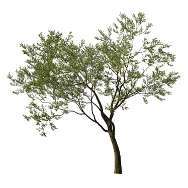 Coast Live Oak Tree Model 3D model image 1 