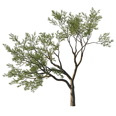 Coast Live Oak Tree Model 3D model image 1 