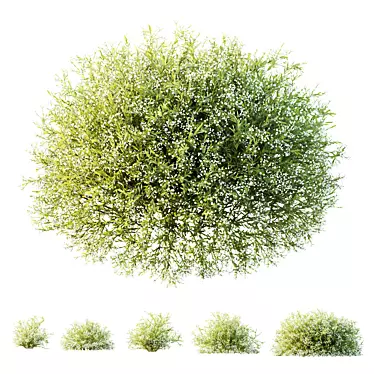 Snowflake Gypsophila 3D Plant Models 3D model image 1 