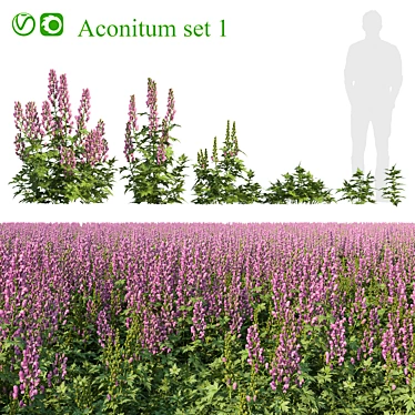 Aconite 1 (Aconite set 1)